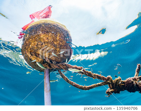 A cute school of juvenile amberjack and rainbow amberjack. They live on a buoy. Hirizohama, Minamiizu Town, Nakagi, Izu Peninsula, Shizuoka Prefecture - 2025, Japan A cute school of juvenile amberjack and rainbow amberjack. They live on a buoy. Hirizohama, Minamiizu Town, Nakagi, Izu Peninsula, Shizuoka Prefecture - 2025, Japan 135940706