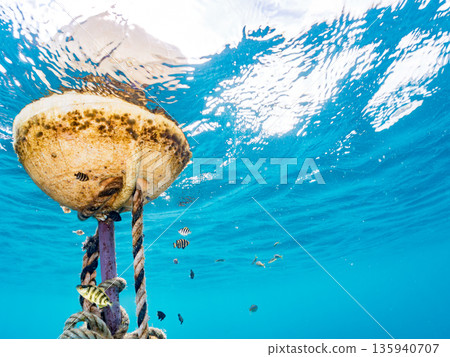 A cute school of juvenile amberjack and rainbow amberjack. They live on a buoy. Hirizohama, Minamiizu Town, Nakagi, Izu Peninsula, Shizuoka Prefecture - 2025, Japan A cute school of juvenile amberjack and rainbow amberjack. They live on a buoy. Hirizohama, Minamiizu Town, Nakagi, Izu Peninsula, Shizuoka Prefecture - 2025, Japan 135940707