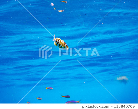 A cute school of juvenile amberjack and rainbow amberjack. They live on a buoy. Hirizohama, Minamiizu Town, Nakagi, Izu Peninsula, Shizuoka Prefecture - 2025, Japan 135940709