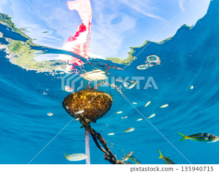 A cute school of juvenile amberjack and rainbow amberjack. They live on a buoy. Hirizohama, Minamiizu Town, Nakagi, Izu Peninsula, Shizuoka Prefecture - 2025, Japan 135940715
