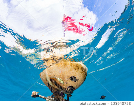 A cute school of juvenile amberjack and rainbow amberjack. They live on a buoy. Hirizohama, Minamiizu Town, Nakagi, Izu Peninsula, Shizuoka Prefecture - 2025, Japan 135940738