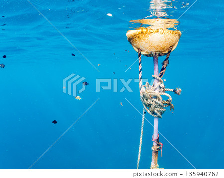A cute school of juvenile amberjack and rainbow amberjack. They live on a buoy. Hirizohama, Minamiizu Town, Nakagi, Izu Peninsula, Shizuoka Prefecture - 2025, Japan 135940762