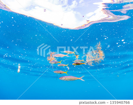 A cute school of juvenile amberjack and rainbow amberjack. They live on a buoy. Hirizohama, Minamiizu Town, Nakagi, Izu Peninsula, Shizuoka Prefecture - 2025, Japan 135940766