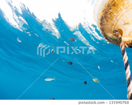 A cute school of juvenile amberjack and rainbow amberjack. They live on a buoy. Hirizohama, Minamiizu Town, Nakagi, Izu Peninsula, Shizuoka Prefecture - 2025, Japan 135940768