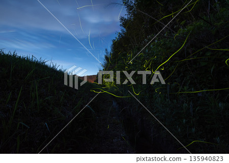 螢火蟲跳舞的風景 螢火蟲跳舞的風景 135940823