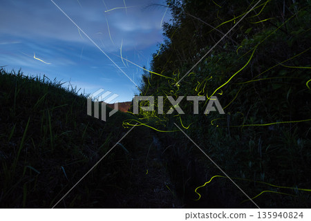 螢火蟲跳舞的風景 螢火蟲跳舞的風景 135940824