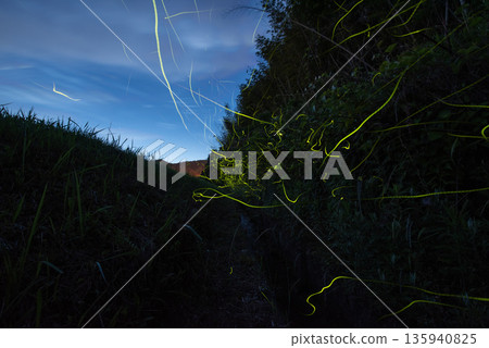螢火蟲跳舞的風景 135940825