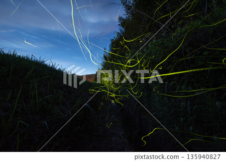 Scenery of Fireflies Dancing 135940827