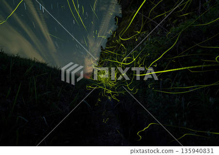 Scenery of Fireflies Dancing Scenery of Fireflies Dancing 135940831