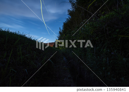 Scenery of Fireflies Dancing Scenery of Fireflies Dancing 135940841