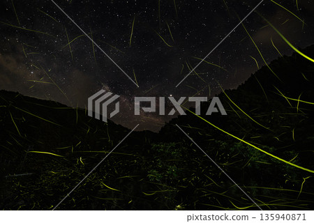 Scenery of Fireflies Dancing Scenery of Fireflies Dancing 135940871