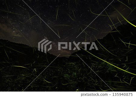 Scenery of Fireflies Dancing Scenery of Fireflies Dancing 135940875