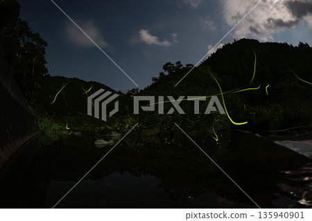 Scenery of Fireflies Dancing Scenery of Fireflies Dancing 135940901