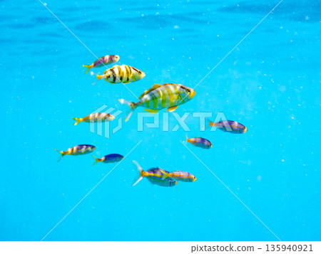 A cute school of juvenile amberjack and rainbow amberjack. They live on a buoy. Hirizohama, Minamiizu Town, Nakagi, Izu Peninsula, Shizuoka Prefecture - 2025, Japan 135940921