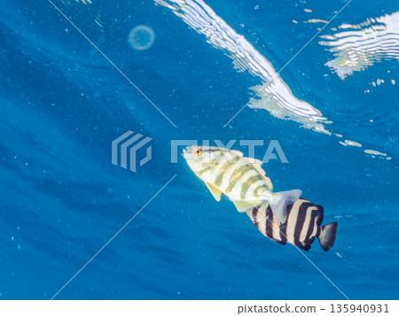 一群可愛的小鰤魚和彩虹鰤魚。它們生活在浮標上。日本靜岡縣伊豆半島中城南伊豆町平枝濱，郵編：2025 135940931