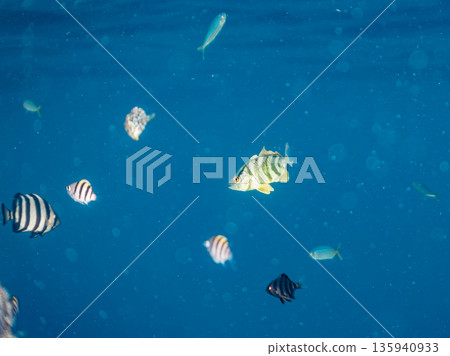 A cute school of juvenile amberjack and rainbow amberjack. They live on a buoy. Hirizohama, Minamiizu Town, Nakagi, Izu Peninsula, Shizuoka Prefecture - 2025, Japan 135940933