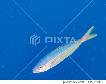 A cute school of juvenile amberjack and rainbow amberjack. They live on a buoy. Hirizohama, Minamiizu Town, Nakagi, Izu Peninsula, Shizuoka Prefecture - 2025, Japan 135940942