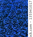 Blue rose flower texture background Blue rose flower texture background 135941017
