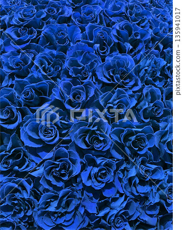 Blue rose flower texture background Blue rose flower texture background 135941017