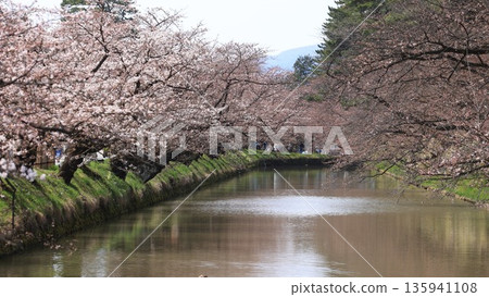 a cherry blossom around the moat in hirosaki park in Japan 135941108