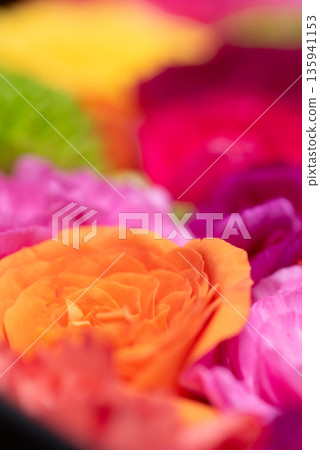 Vibrant flower images Vibrant flower images 135941153