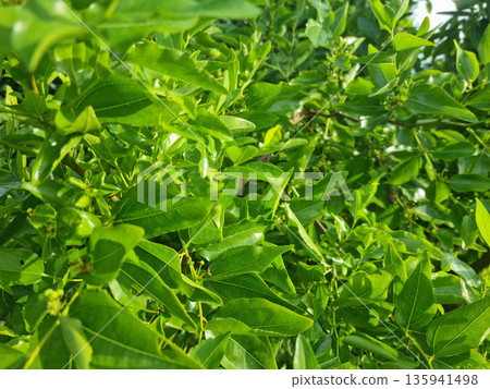 A close-up of a jujube tree leaf in summer. 135941498