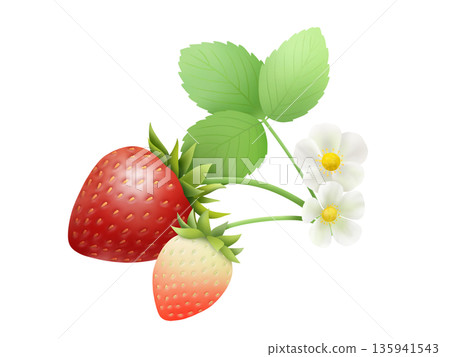 Strawberry material B-2 135941543