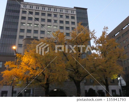 Autumnal leaves ginkgo tree 135941793