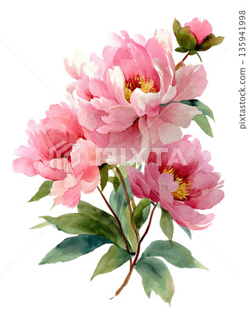 Peony flower illustration with a gentle watercolor touch. Transparent background. 135941998