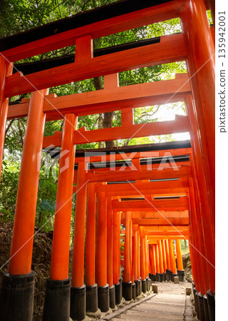 京都市伏見區伏見稻荷神社的千本鳥居 135942001
