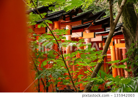 Fushimi Ward, Kyoto City Fushimi Inari Shrine's Senbon Torii Fushimi Ward, Kyoto City Fushimi Inari Shrine's Senbon Torii 135942003