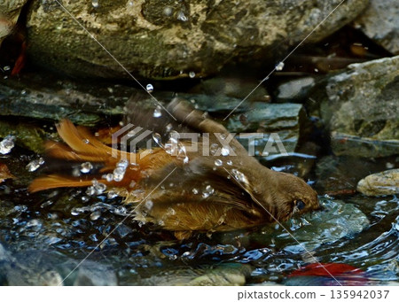 我在公園裡偶然看到一隻知更鳥在水裡洗澡。 135942037