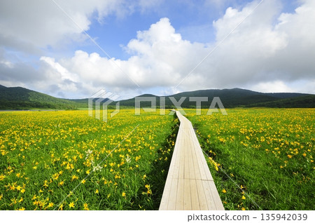 Nikko Kisuge Blooming Oguninuma Marsh 135942039