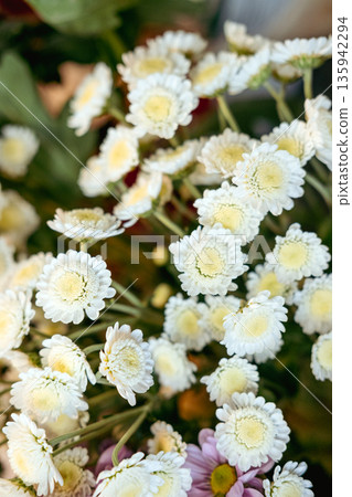 Vibrant petals of chrysanthemums display saturated colors in close up view. Sustainable floristry innovation, colored chrysanthemum trends, ethical floral industry. Vibrant petals of chrysanthemums display saturated colors in close up view. Sustainable floristry innovation, colored chrysanthemum trends, ethical floral industry. 135942294