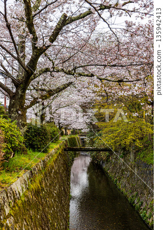 京都哲學之道-櫻花美景 京都哲學之道-櫻花美景 135942413