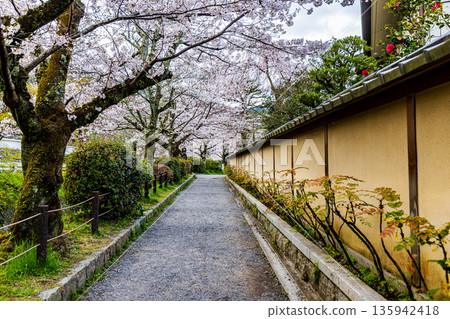 Kyoto Philosopher's Path - Cherry blossom scenery 135942418
