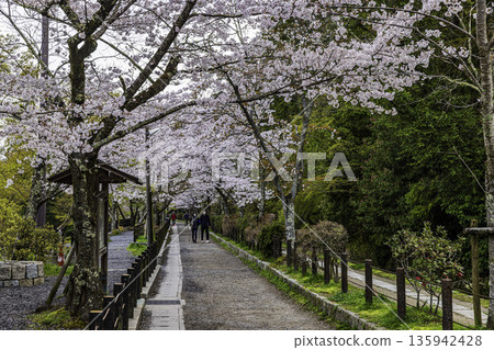 Kyoto Philosopher's Path - Cherry blossom scenery Kyoto Philosopher's Path - Cherry blossom scenery 135942428