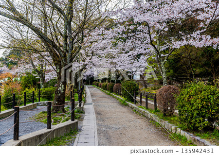 京都哲學之道-櫻花美景 京都哲學之道-櫻花美景 135942431