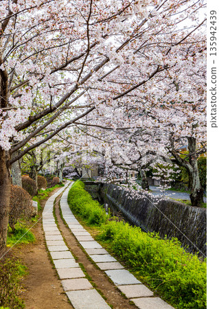 京都哲學之道-櫻花美景 京都哲學之道-櫻花美景 135942439