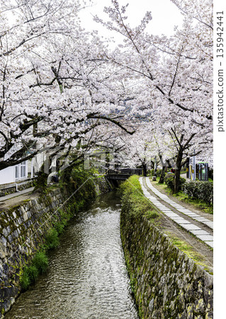 京都哲學之道－櫻花美景 135942441