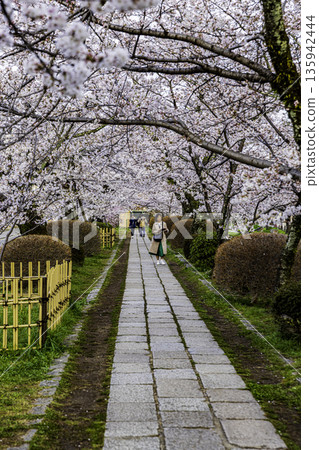 京都哲學之道－櫻花美景 135942444