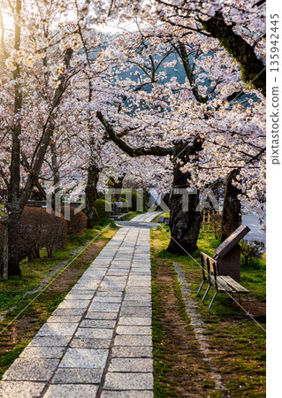 京都哲學之道-櫻花美景 京都哲學之道-櫻花美景 135942445