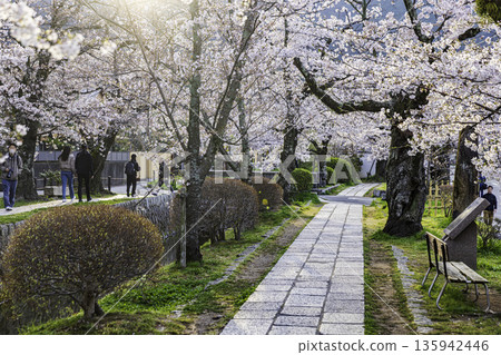 京都哲學之道-櫻花美景 京都哲學之道-櫻花美景 135942446