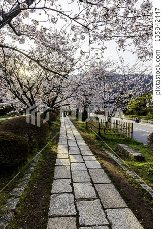 Kyoto Philosopher's Path - Cherry blossom scenery 135942447