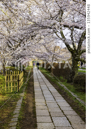Kyoto Philosopher's Path - Cherry blossom scenery 135942448