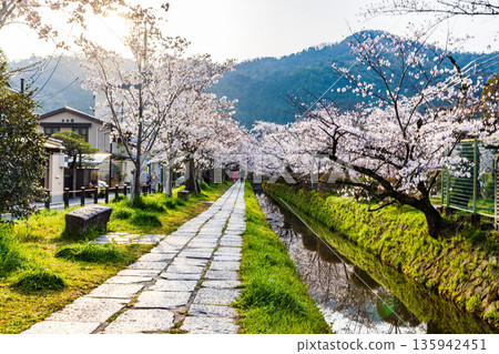 京都哲學之道－櫻花美景 135942451