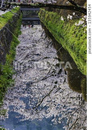 Kyoto Philosopher's Path - Cherry blossom scenery 135942454