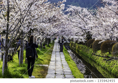 Kyoto Philosopher's Path - Cherry blossom scenery Kyoto Philosopher's Path - Cherry blossom scenery 135942455