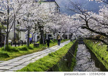 Kyoto Philosopher's Path - Cherry blossom scenery 135942456