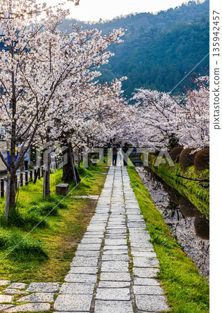 Kyoto Philosopher's Path - Cherry blossom scenery Kyoto Philosopher's Path - Cherry blossom scenery 135942457